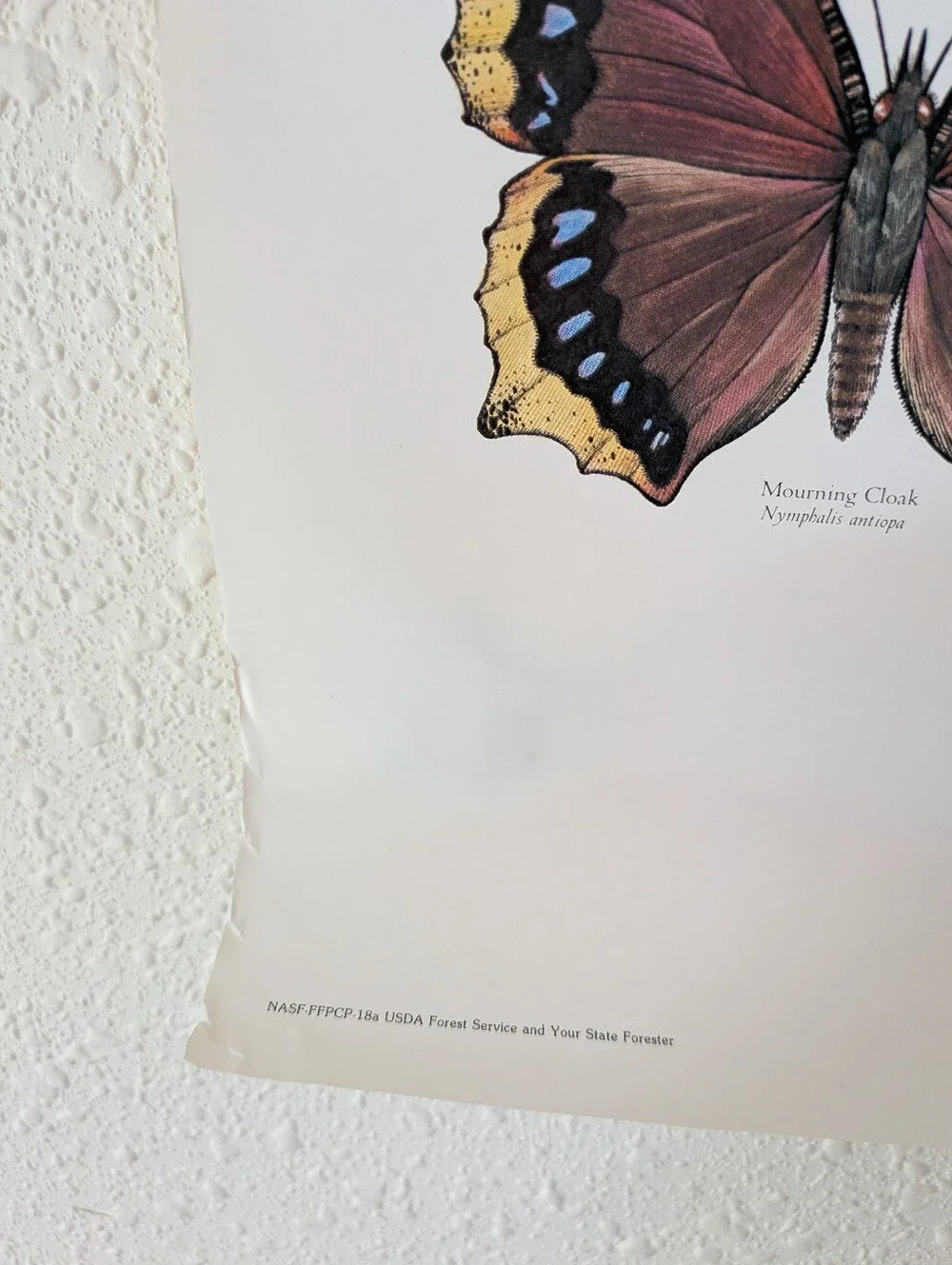 Vintage Butterfly Smokey Bear Poster 20x30